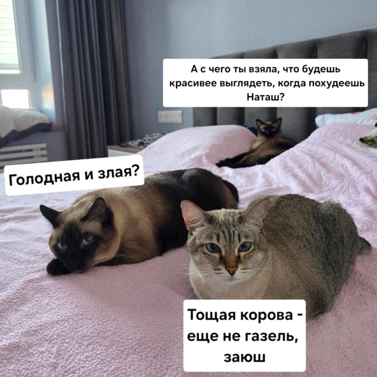 Котики, мем