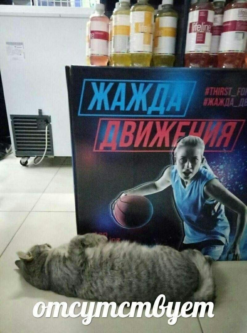 Котик, мем