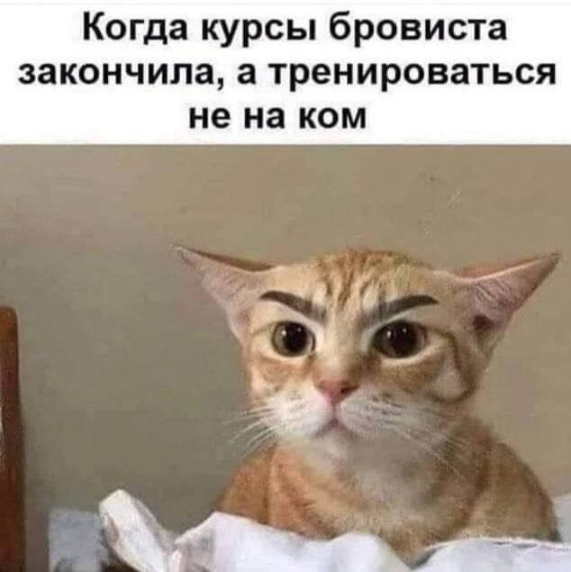 Котики, мем