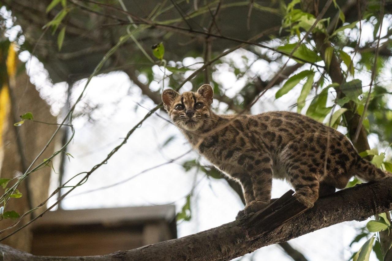 Новый вид кошек -  Leopardus tilcayo, Тилкайо