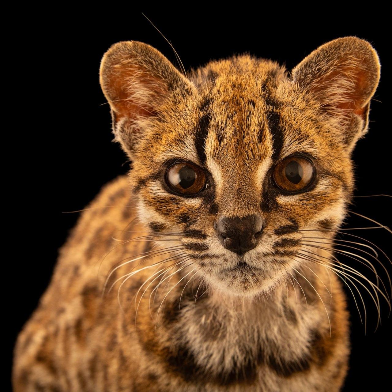 Новый вид кошек -  Leopardus tilcayo, Тилкайо