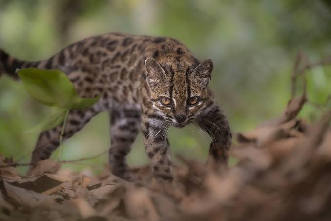 Новый вид кошек -  Leopardus tilcayo, Тилкайо