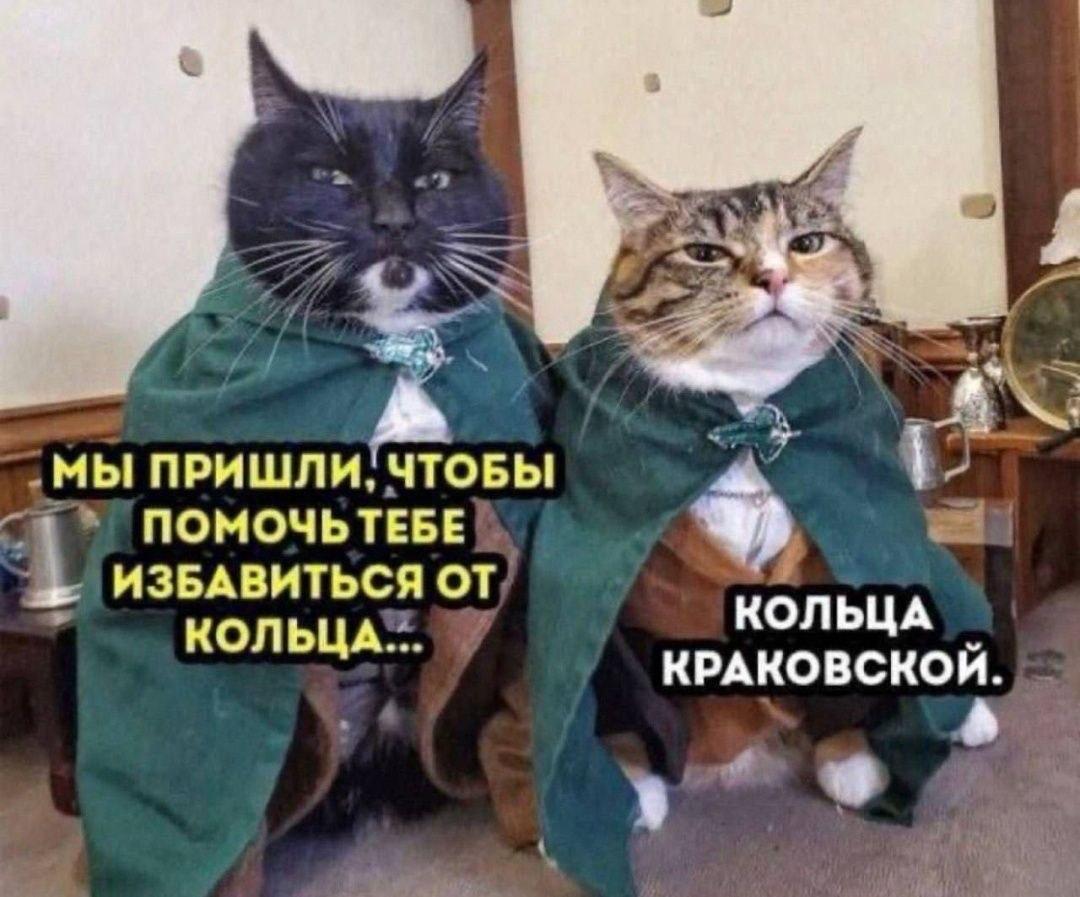 Котики, мем