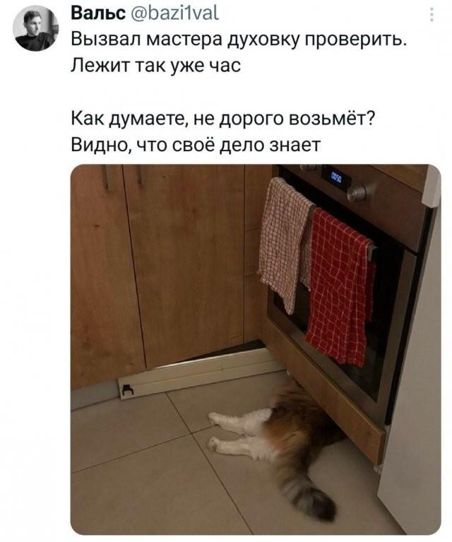 Котик, мем