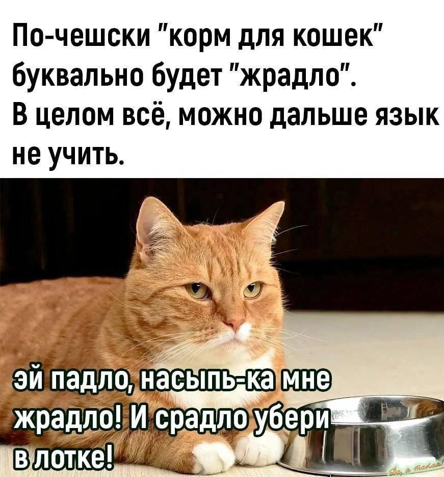 Жрадло, мем