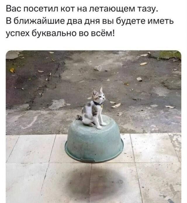 Кот на летающем тазу