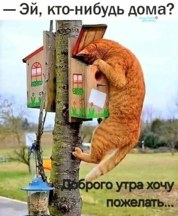Скворечник, мем