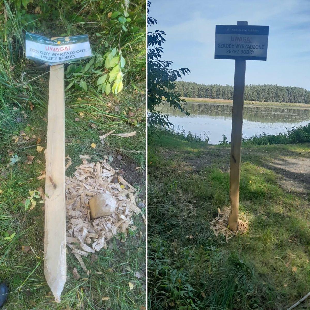 Бобр, курва