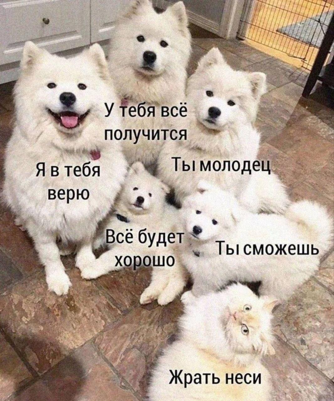 Коты и собаки, мем