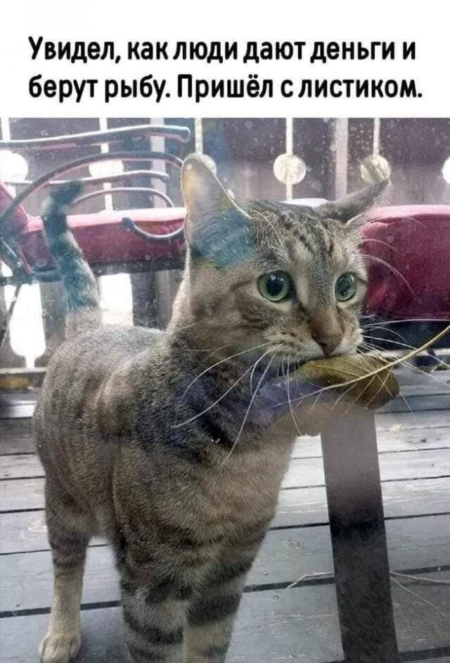 Котик, мем