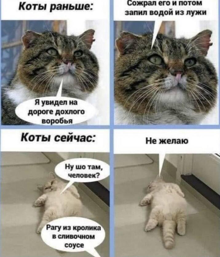 Котики, мем
