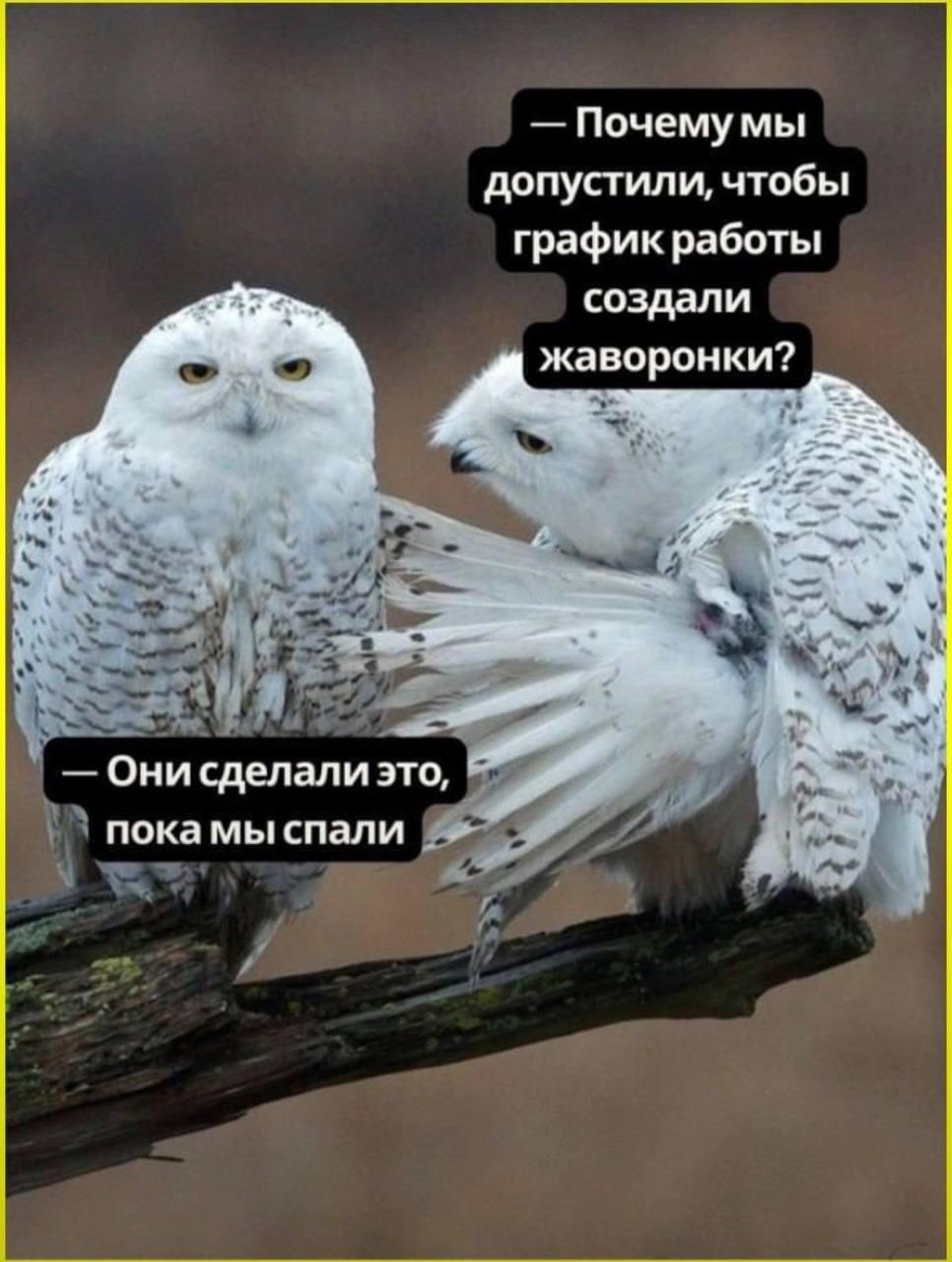 Совы и жаворонки, мем