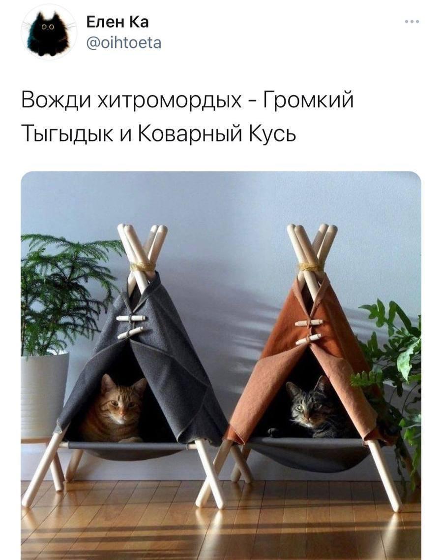 Котики, мем