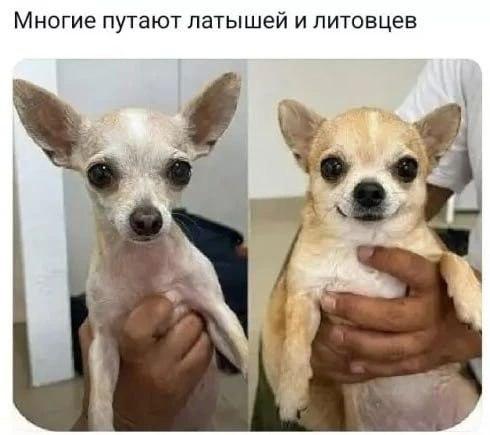 Латыши и литовцы