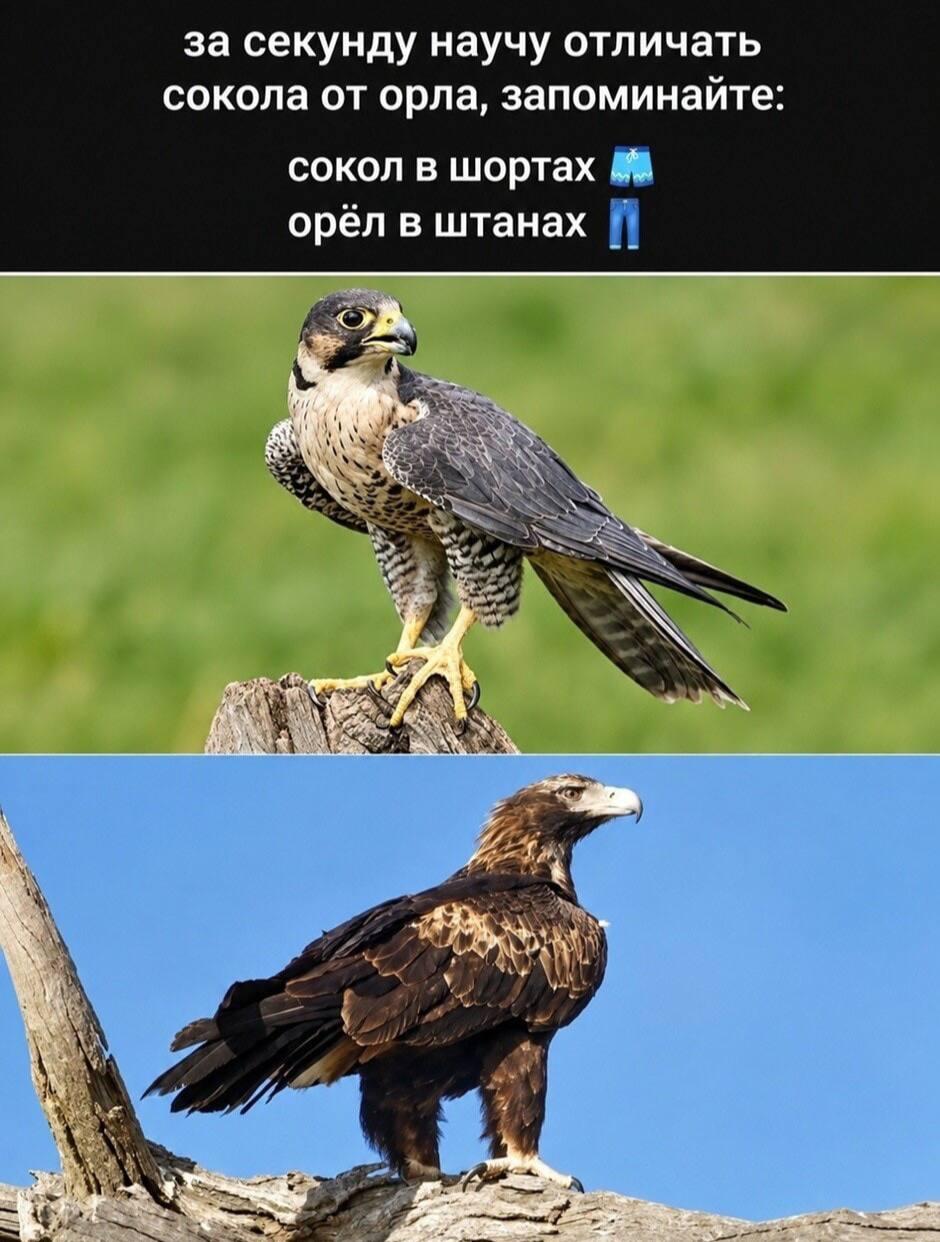 Орел или сокол, разница